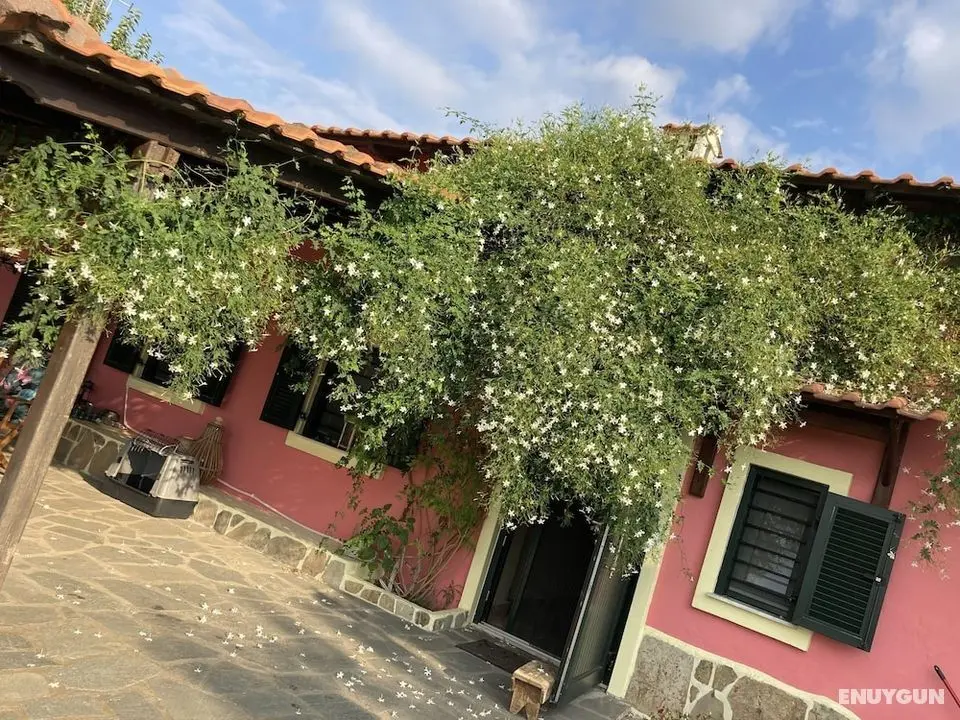 Summer House Surrounded by Olive Trees Halkidiki - Öne Çıkan Resim