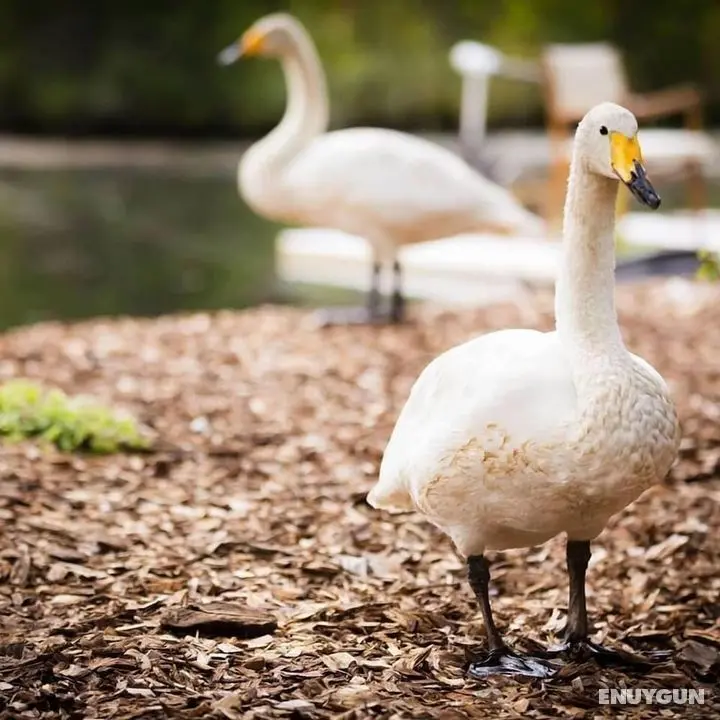 Swan Lake Resort Rentals - Öne Çıkan Resim