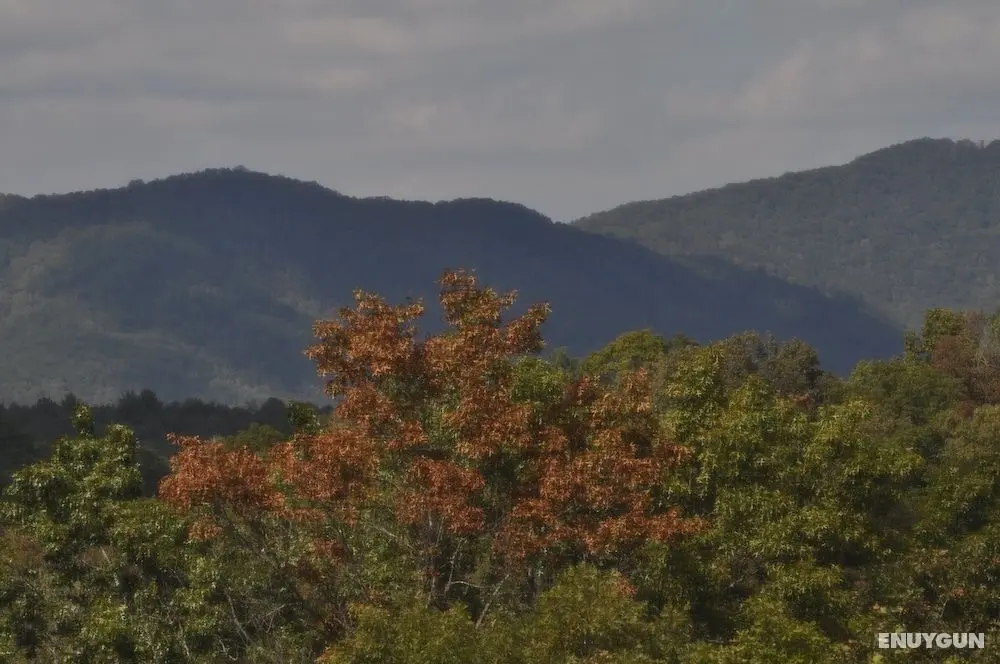 Treetops- Mtn View Cabin Near Ocoee River - Öne Çıkan Resim