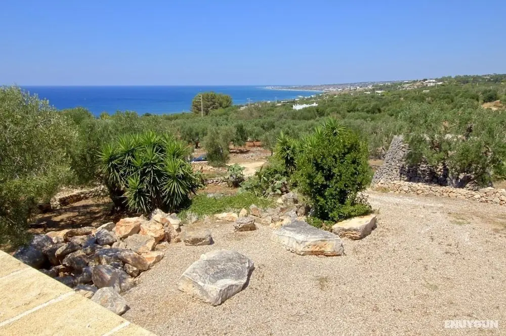 Ulivi Pasuli Rare View e Privacy - Öne Çıkan Resim