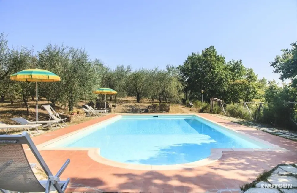 Ulivo in Maltraverso - Öne Çıkan Resim