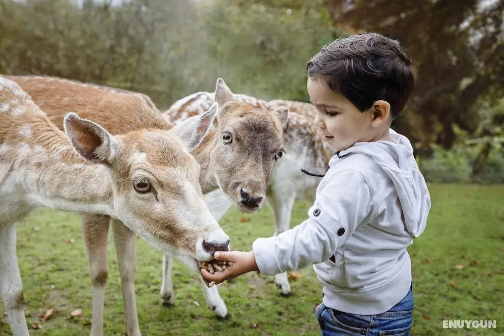 Vakantiepark Dierenbos - Öne Çıkan Resim