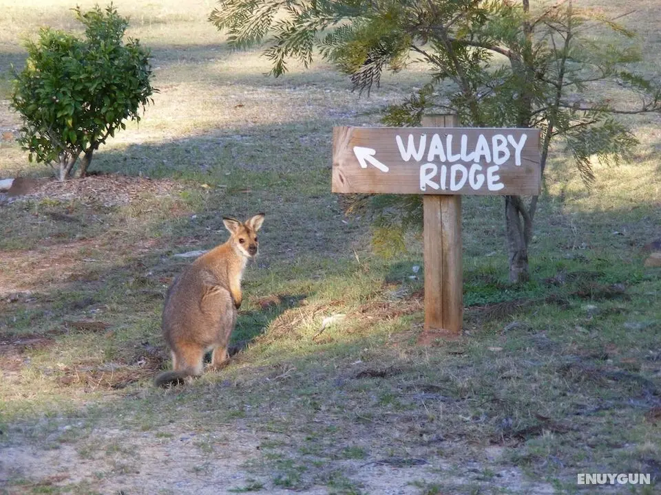 Wallaby Ridge Retreat - Öne Çıkan Resim