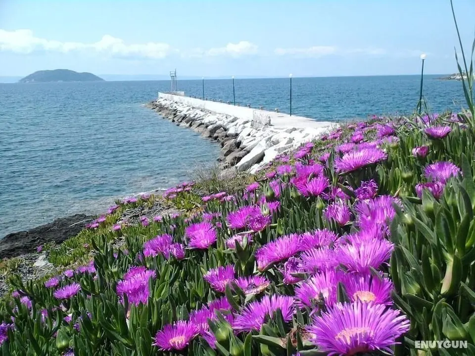 Welcome To Hotel Petunia, In Neos-marmaras,xalkidiki ,greece, Double Room 6 - Öne Çıkan Resim