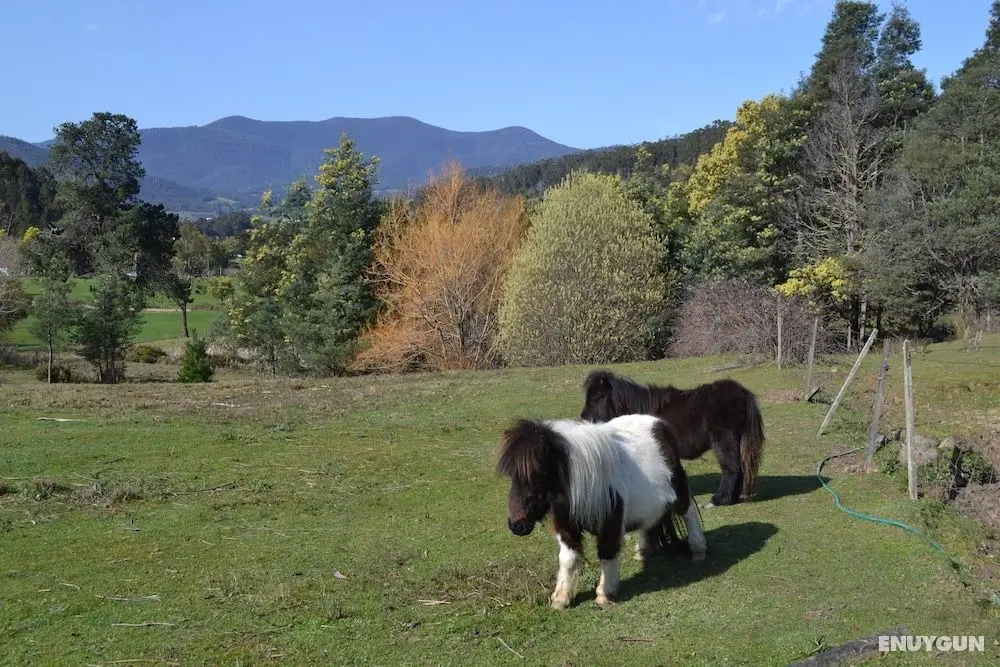 Whispering Spirit Holiday Cottages - Dış Mekan