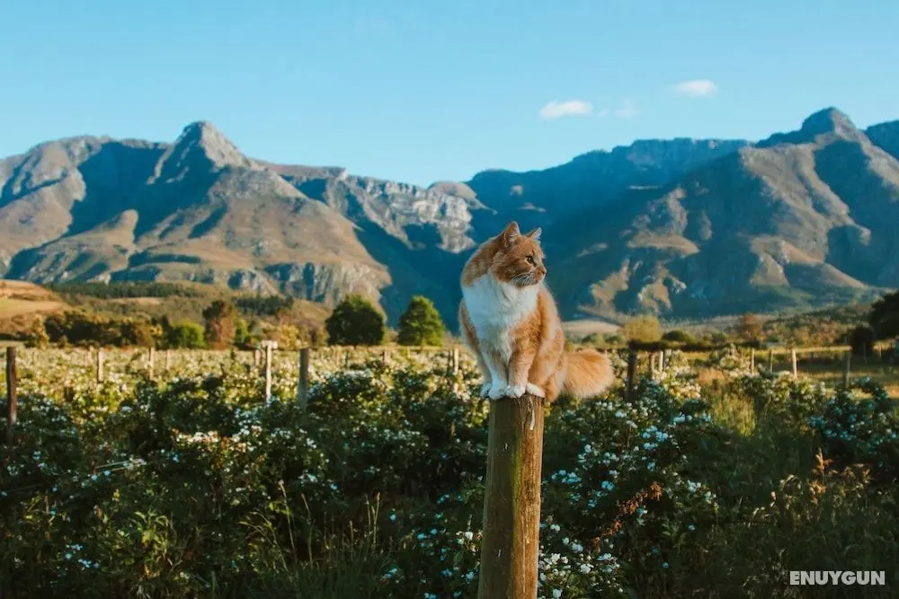 Wildebraam Berry Estate - Öne Çıkan Resim