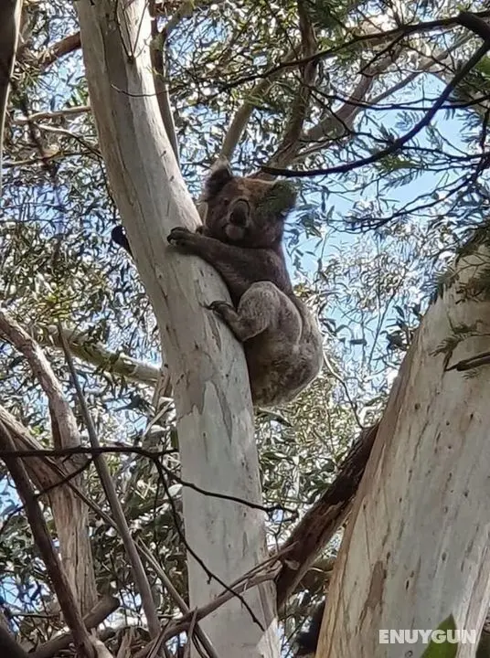 Wilsons Promontory Motel - Öne Çıkan Resim