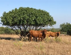 Agroturismo Es Gallicant Dış Mekan