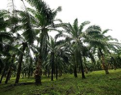 Athirapilly Green Trees Dış Mekan