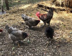 Au coq des bois Dış Mekan