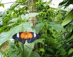 Batchelor Butterfly Farm Dış Mekan