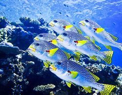 Coral Sea Dreaming Dive and Sail Dış Mekan