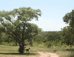 Distinctly Africa - Manyeleti Dış Mekan