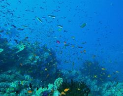 Mai Dive Astrolabe Reef Resort Genel