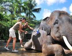 Mason Elephant Park and Lodge Gianyar Bali Aktiviteler