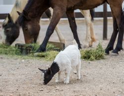 Olive Grove Guest Farm Dış Mekan