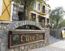 Olive Tree Studio Genel