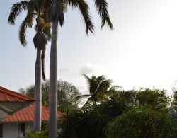 Palm Trees Apartments Dış Mekan