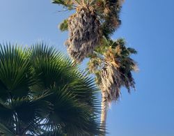 Sea Shell Palms Öne Çıkan Resim