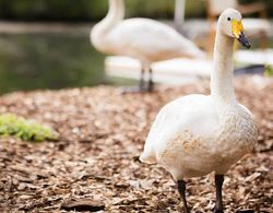 Swan Lake Resort Rentals Öne Çıkan Resim
