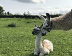 The Beautiful Lazy Llama Shepherd Hut Farm Stay Dış Mekan