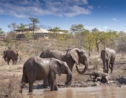 The Elephant Camp Öne Çıkan Resim