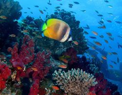Viani Bay Resort at Dive Academy Fiji Genel