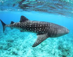 Whale Shark Inn Maldives Genel