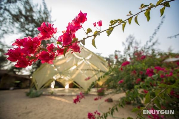 Bougainvileapatnem Öne Çıkan Resim