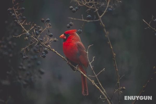 Cardinals Perch Genel