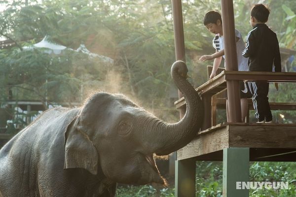 Chiang Mai Elephant Friends Genel