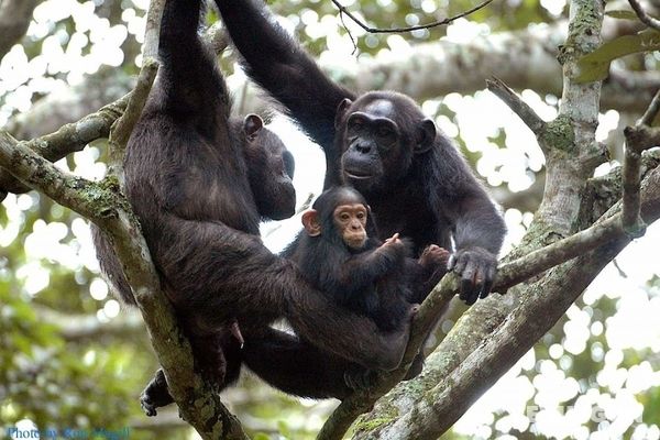 Chimpanzee Lodge Genel
