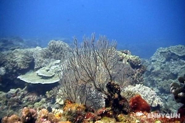 Coral Divers Genel
