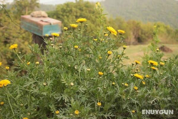 Double Rainbow Organic Farm Öne Çıkan Resim