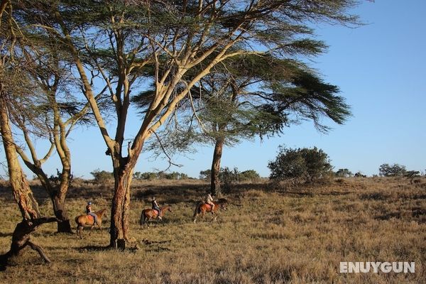 Elewana Lewa Safari Camp Genel