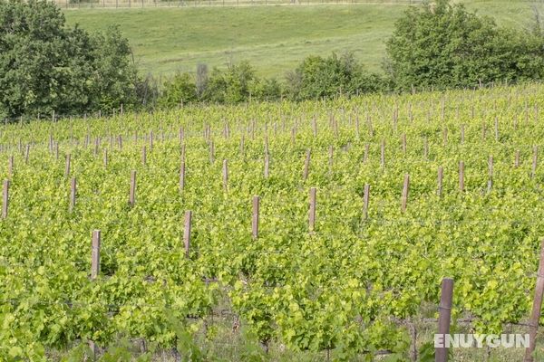 Escape In Umbria, Vineyards of Mevania Genel
