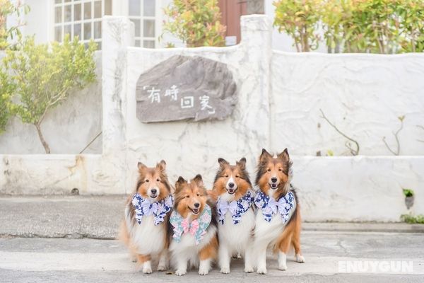 H& Pet Taitung Homeabout Öne Çıkan Resim