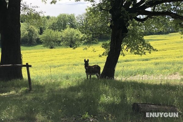 Les Ânes de Forcalquier Genel