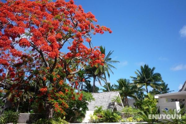 Little Polynesian Resort Genel