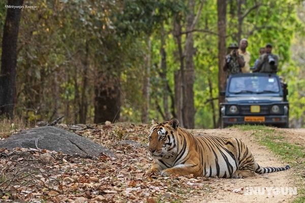 Taal Tiger Retreat Genel