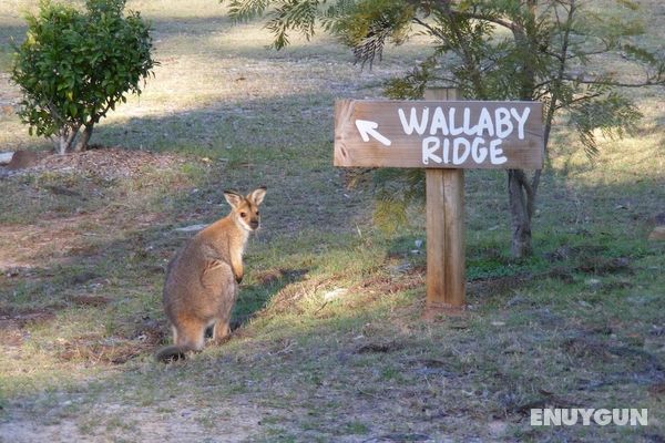 Wallaby Ridge Retreat Öne Çıkan Resim