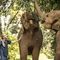 Anantara Golden Triangle Elephant Camp & Resort slider thumbnail
