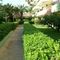 Gardenias-Romas-La Safor o Similar slider thumbnail
