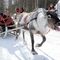 Lapland Bear's Lodge slider thumbnail
