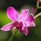 The Fiji Orchid slider thumbnail