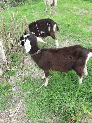 Oda, 1 Yatak Odası