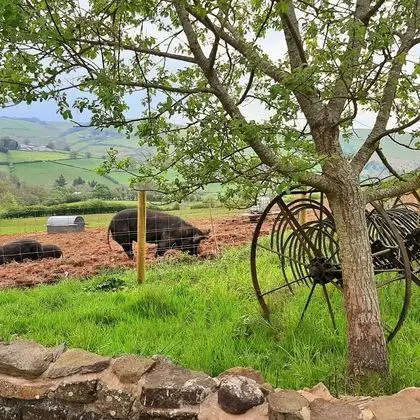Kır Evi, Birden Çok Yatak