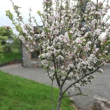 Kır Evi, Birden Çok Yatak