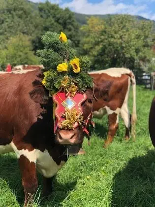 Ev, Birden Çok Yatak