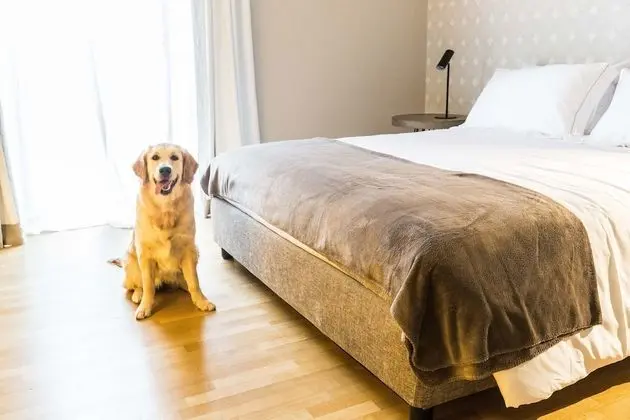 Standard Tek Büyük Yataklı Oda